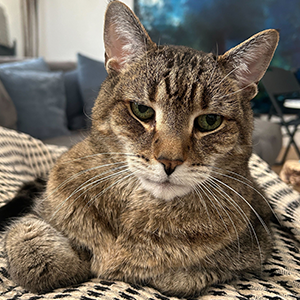 Your cat